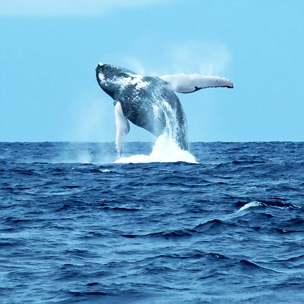 Whale Watching Whale Watching